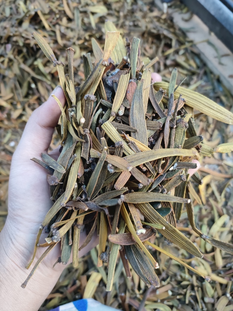 寄生，螃蟹脚，一手货源，质量保证，量大价优