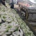 【今日推荐】湖北白萝卜一手货源可视频看货对接全国市场
