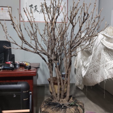 原生富贵紫斑牡丹