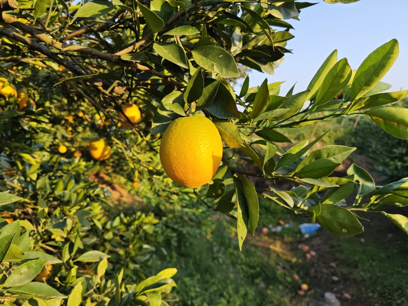 湖北中华红血橙一件代发，对接所有平台落地配，随时可以验仓