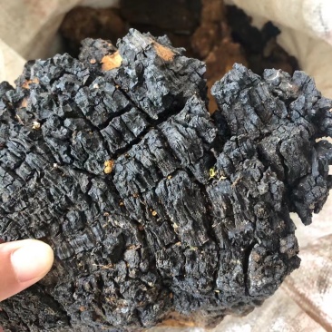 桦树茸，规格齐全，价格优惠，一手货源