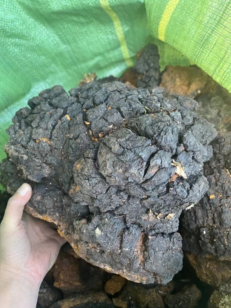 桦树茸，规格齐全，价格优惠，一手货源