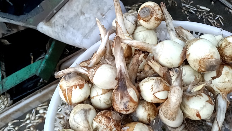 靖江早茨菇，深水精品茨菇