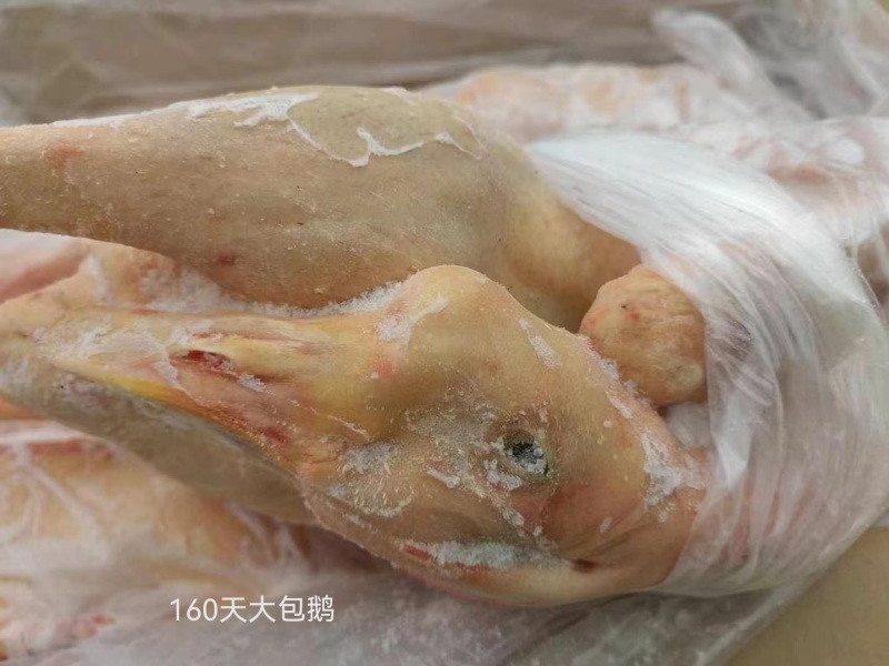 160天以上大包鹅，规格齐全三证齐全全国发货