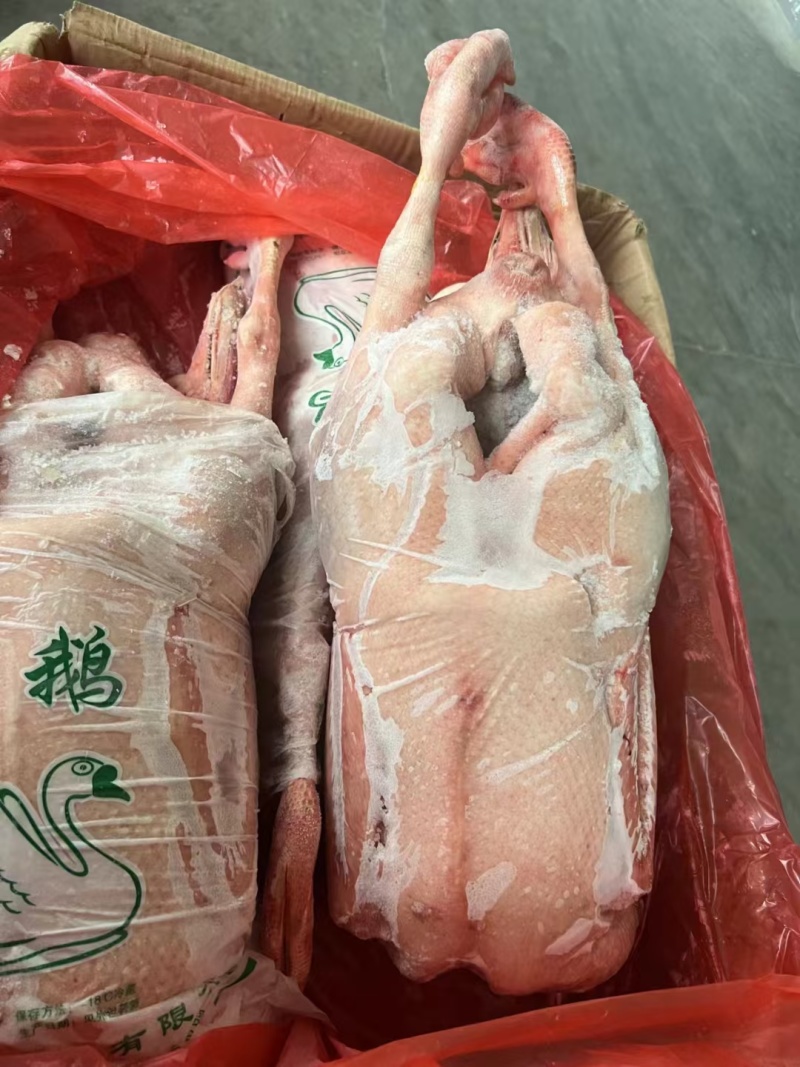 160天以上大包鹅，规格齐全三证齐全全国发货