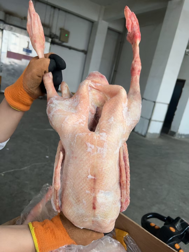 160天以上大包鹅，规格齐全三证齐全全国发货