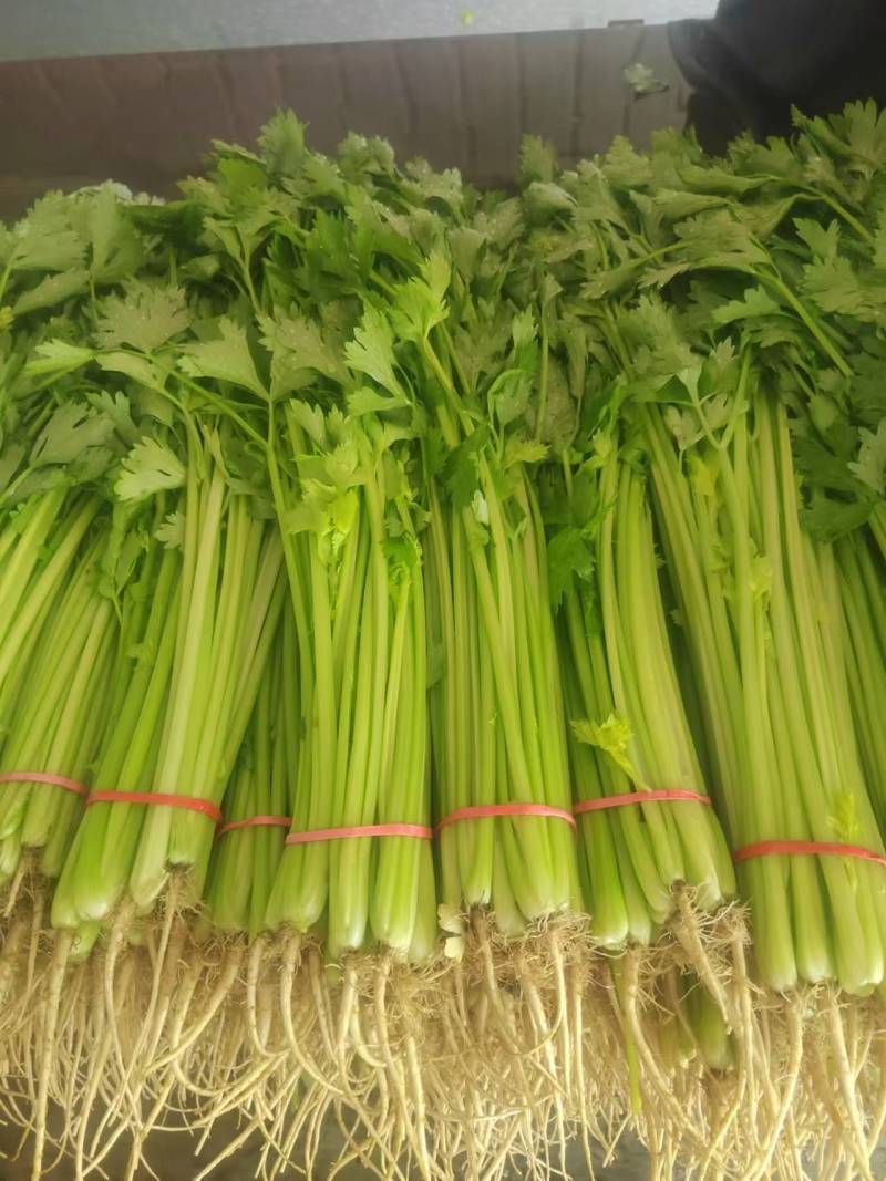 聊城精品山芹毛芹商标平台市场发货支持各种包装