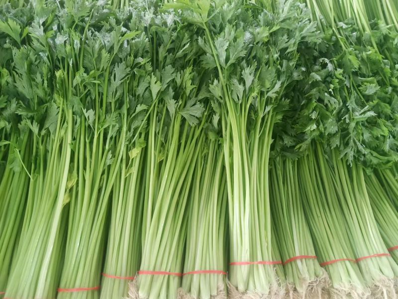 聊城精品山芹毛芹商标平台市场发货支持各种包装