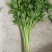 聊城精品山芹毛芹商标平台市场发货支持各种包装