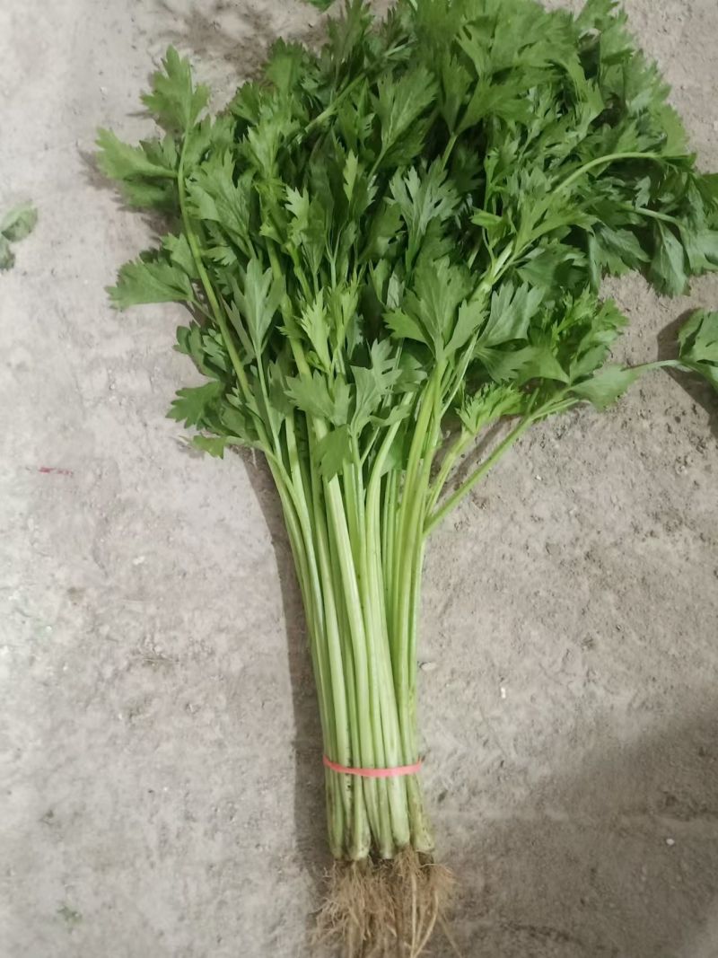 聊城精品山芹毛芹商标平台市场发货支持各种包装