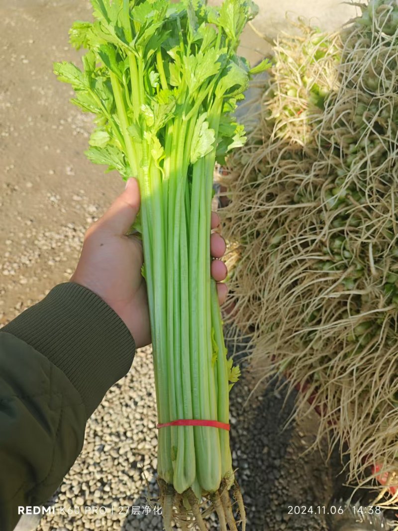 聊城精品山芹毛芹商标平台市场发货支持各种包装