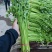 聊城精品山芹毛芹商标平台市场发货支持各种包装