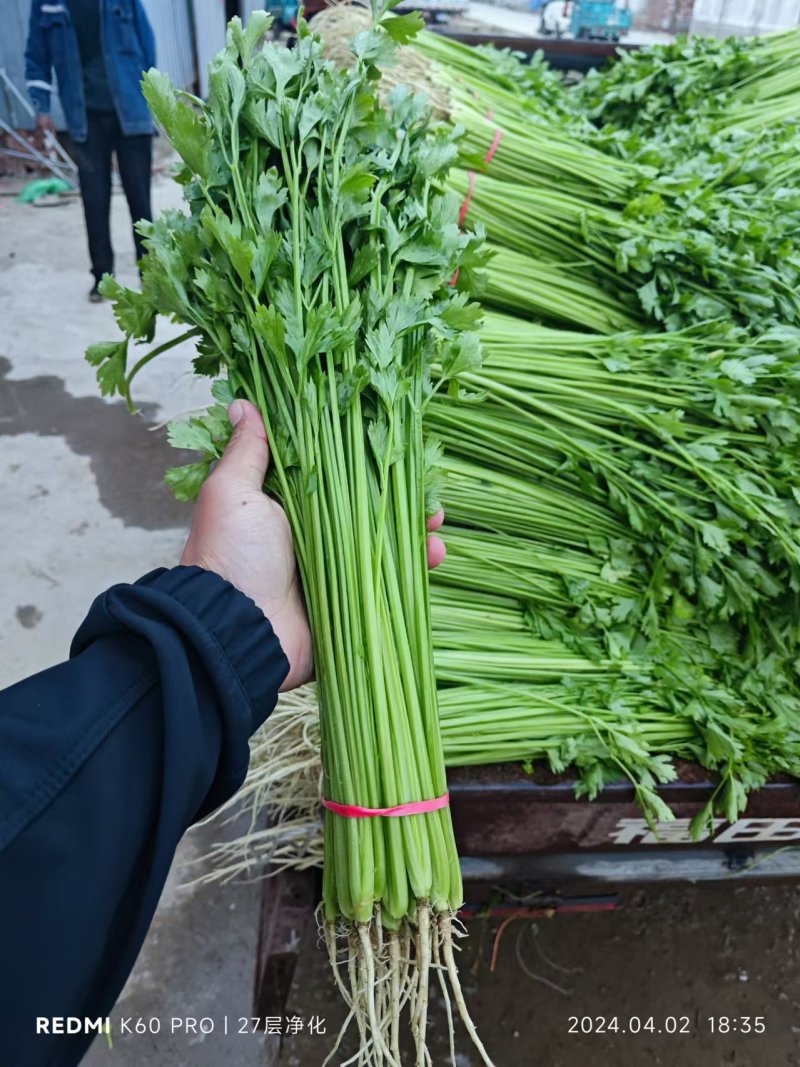 聊城精品山芹毛芹商标平台市场发货支持各种包装