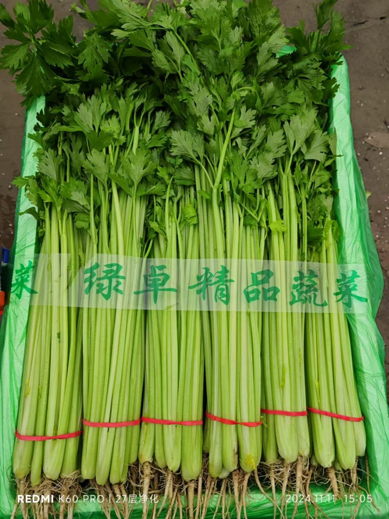 聊城精品山芹毛芹商标平台市场发货支持各种包装