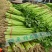 聊城精品山芹毛芹商标平台市场发货支持各种包装