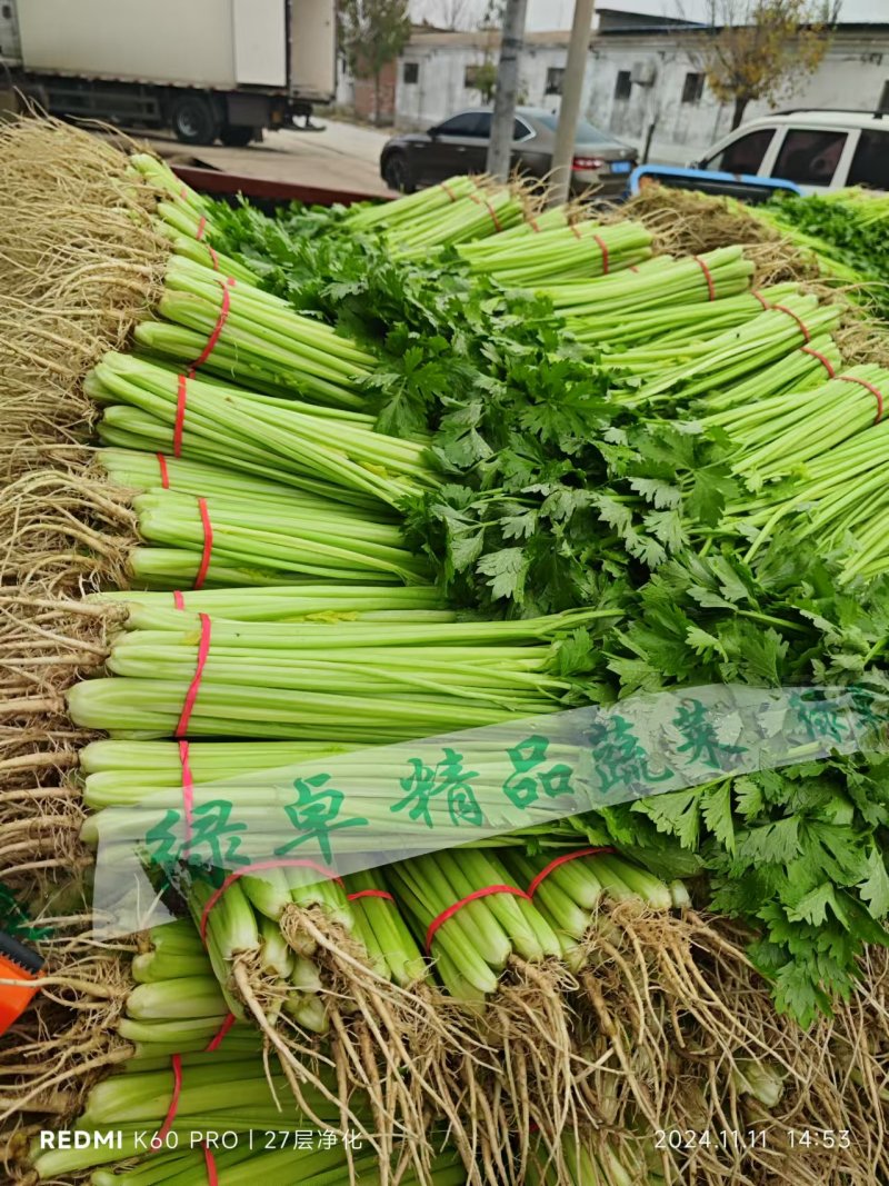聊城精品山芹毛芹商标平台市场发货支持各种包装