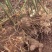 湖南正宗野生黄精原产地直发/欢迎采购