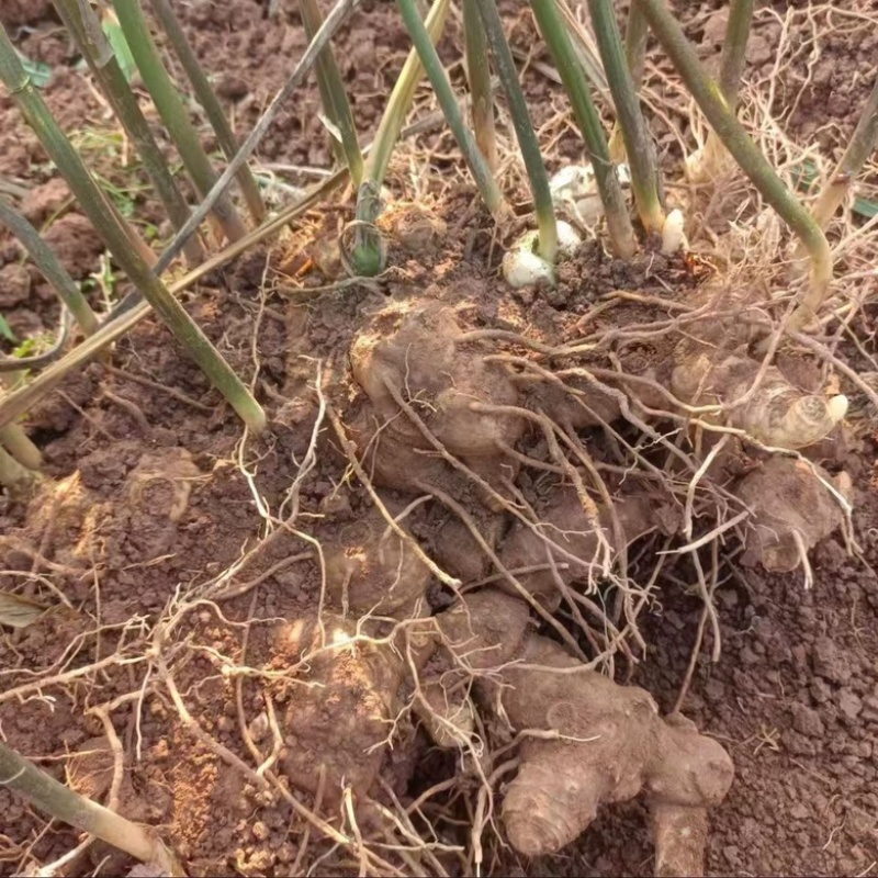 湖南正宗野生黄精原产地直发/欢迎采购