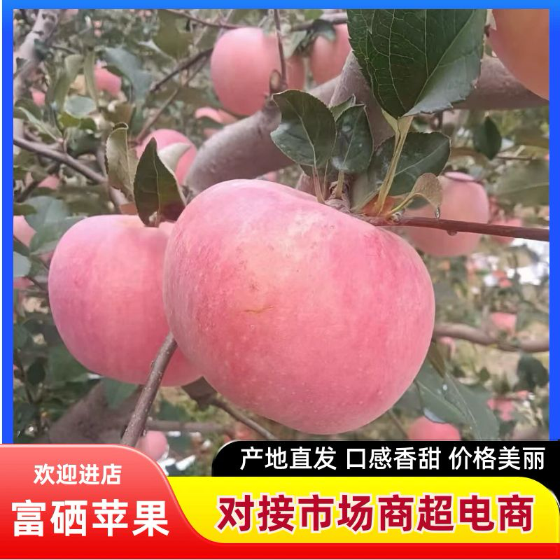 【当季新鲜】山东水果富硒苹果脆甜皮薄无渣红富士苹果