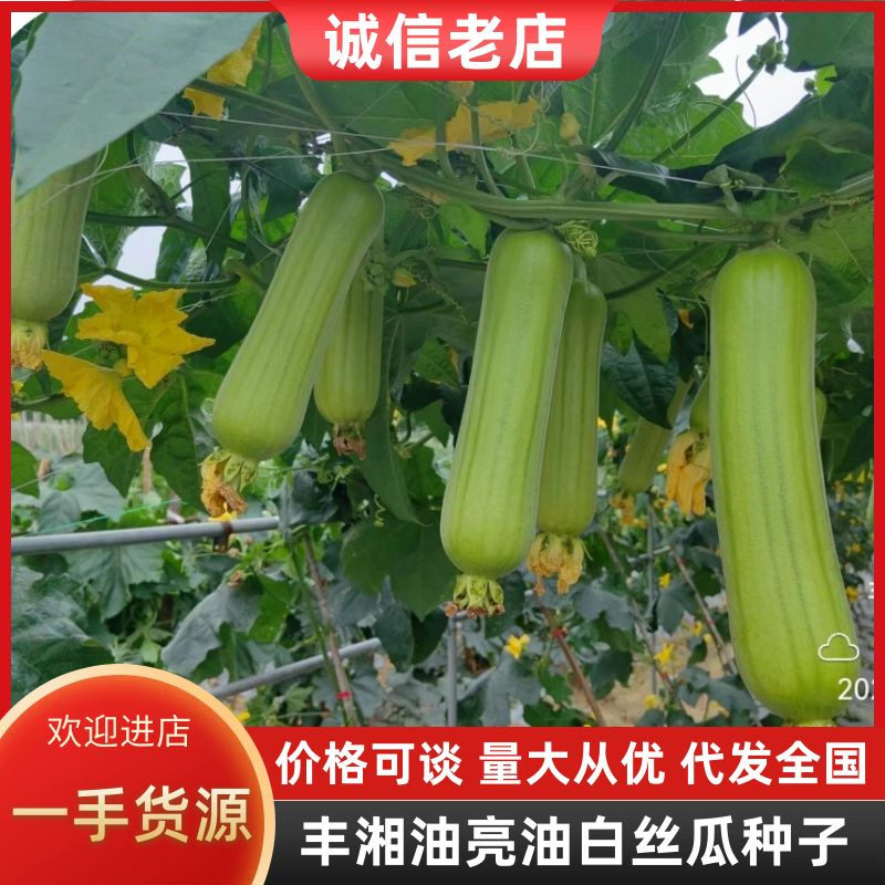 丰湘油亮抗病性强果肉紧实肉质清甜耐储运