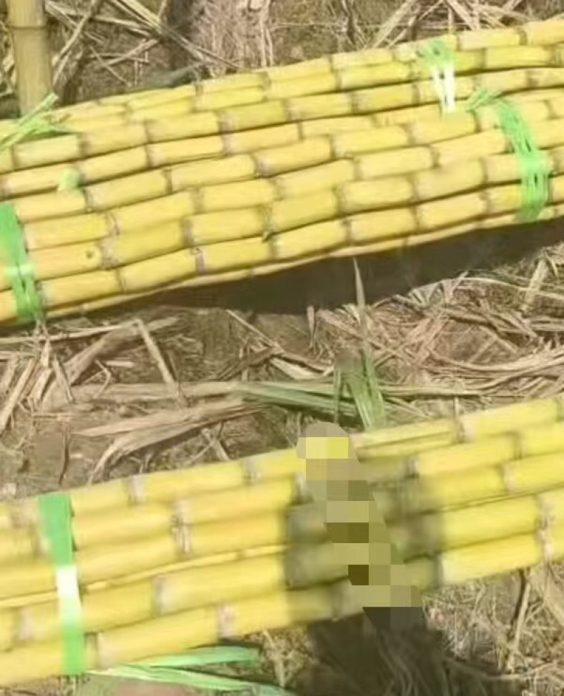 云南黄皮甘蔗，产地直发，货量充足，价位冰点，欢迎咨询