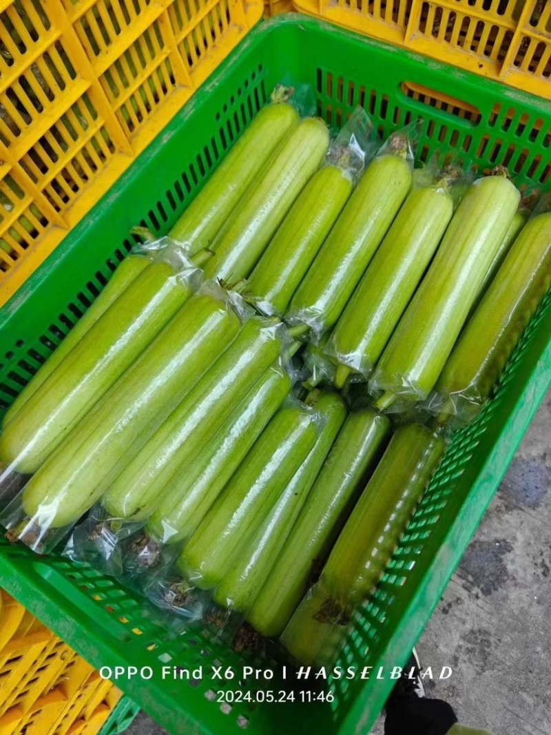 丰湘油亮抗病性强果肉紧实肉质清甜耐储运