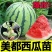 【西瓜嫁接苗】安徽宿州育苗基地诚信经营可预订