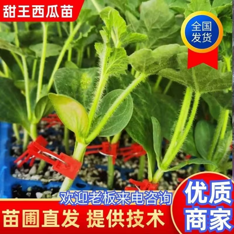 【西瓜嫁接苗】安徽宿州育苗基地诚信经营可预订
