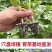 【牛商推荐】埇桥西瓜苗基地育苗各种西瓜苗全国发货