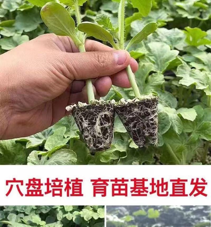【牛商推荐】埇桥西瓜苗基地育苗各种西瓜苗全国发货