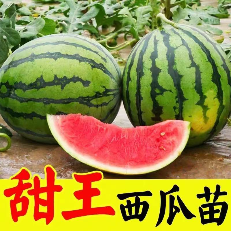 【牛商推荐】埇桥西瓜苗基地育苗各种西瓜苗全国发货