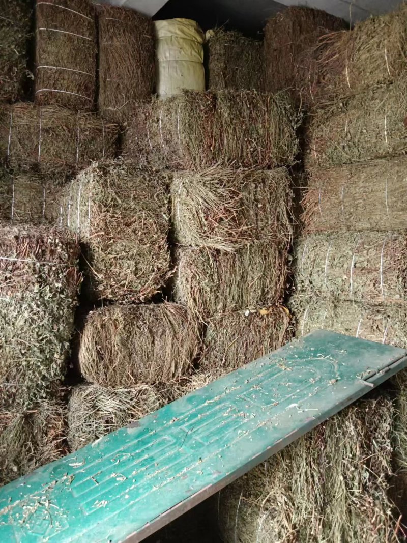 仙鹤草片，野生，深山药村。欢迎下单一手货源！。