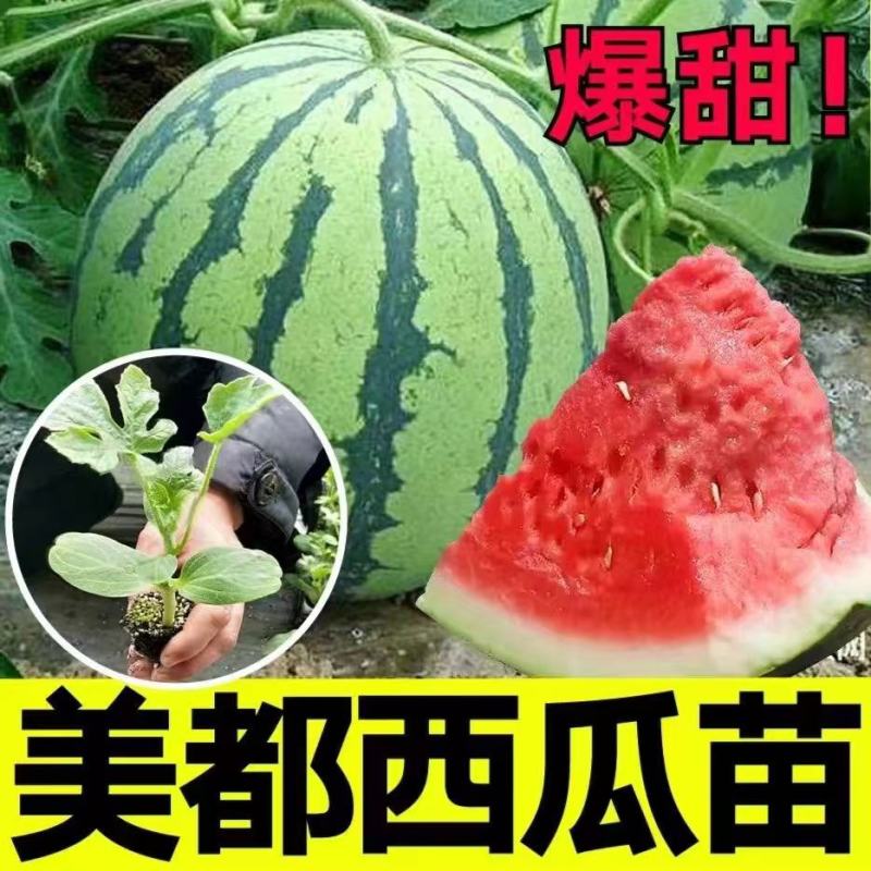 【美都西瓜苗】基地育苗诚信经营可接受预定