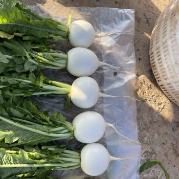 【推荐】本地精品圆萝卜洗货泥货都有，欢迎电话联系