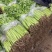 【精品香芹】基地现货实力代办代发价格实惠以质论价欢迎来电