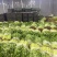 【精品香芹】基地现货实力代办代发价格实惠以质论价欢迎来电