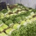 【精品香芹】基地现货实力代办代发价格实惠以质论价欢迎来电
