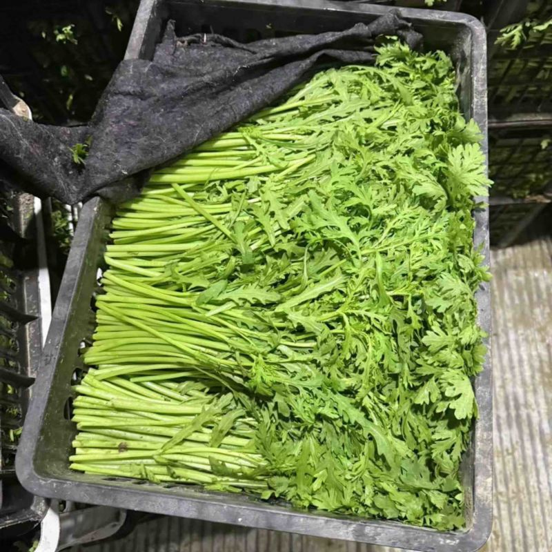【稳定供货】江苏精品茼蒿大量上市新鲜供应对接市场商超批发