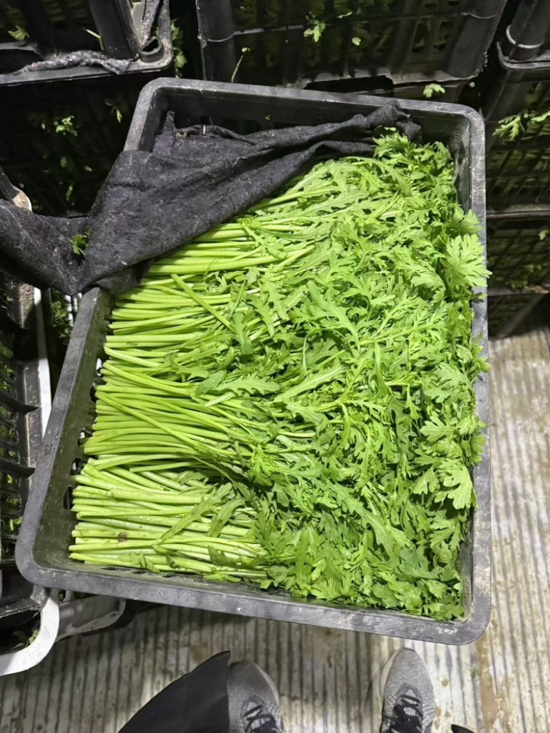 【稳定供货】江苏精品茼蒿大量上市新鲜供应对接市场商超批发