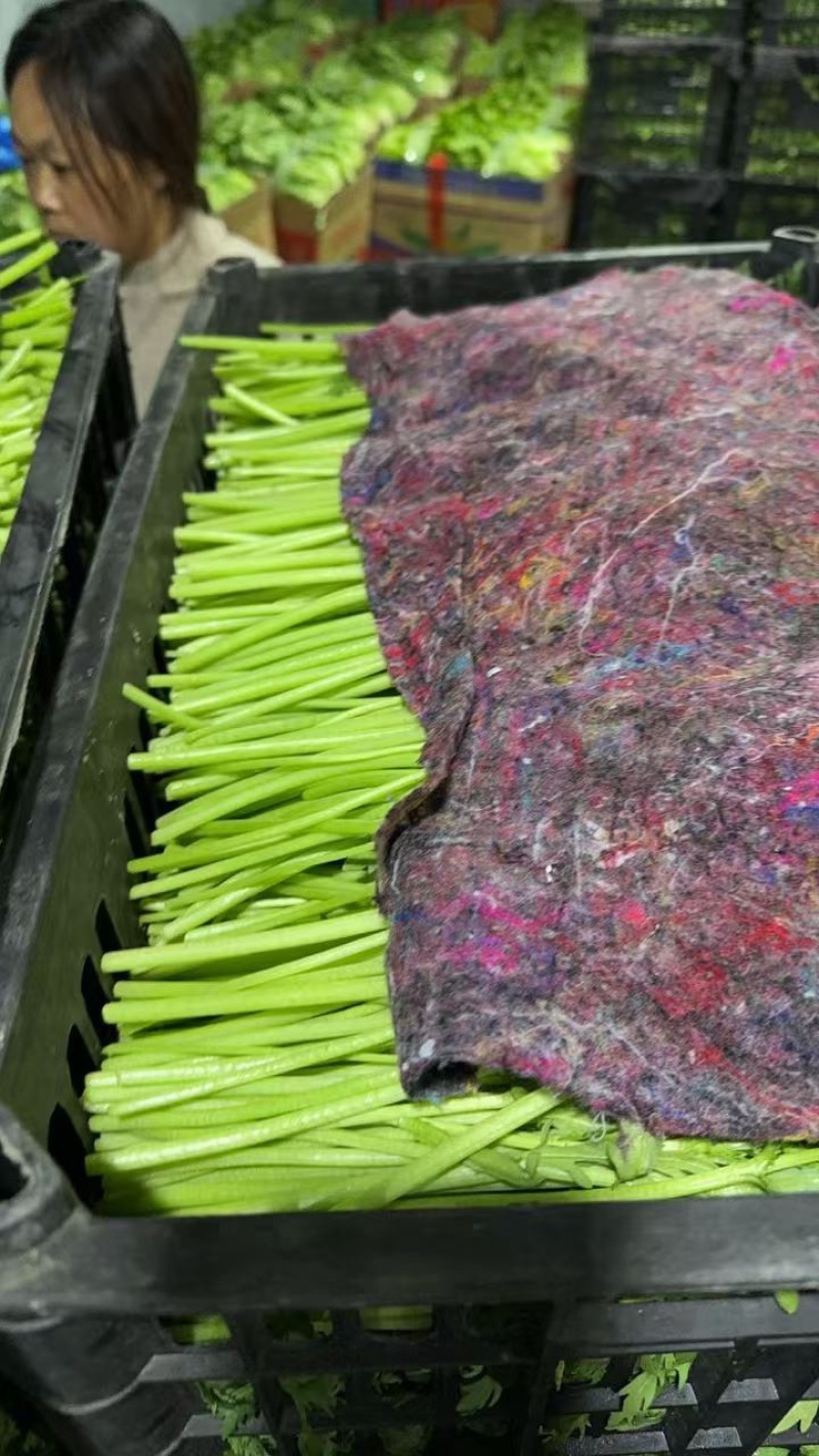 【稳定供货】江苏精品茼蒿大量上市新鲜供应对接市场商超批发