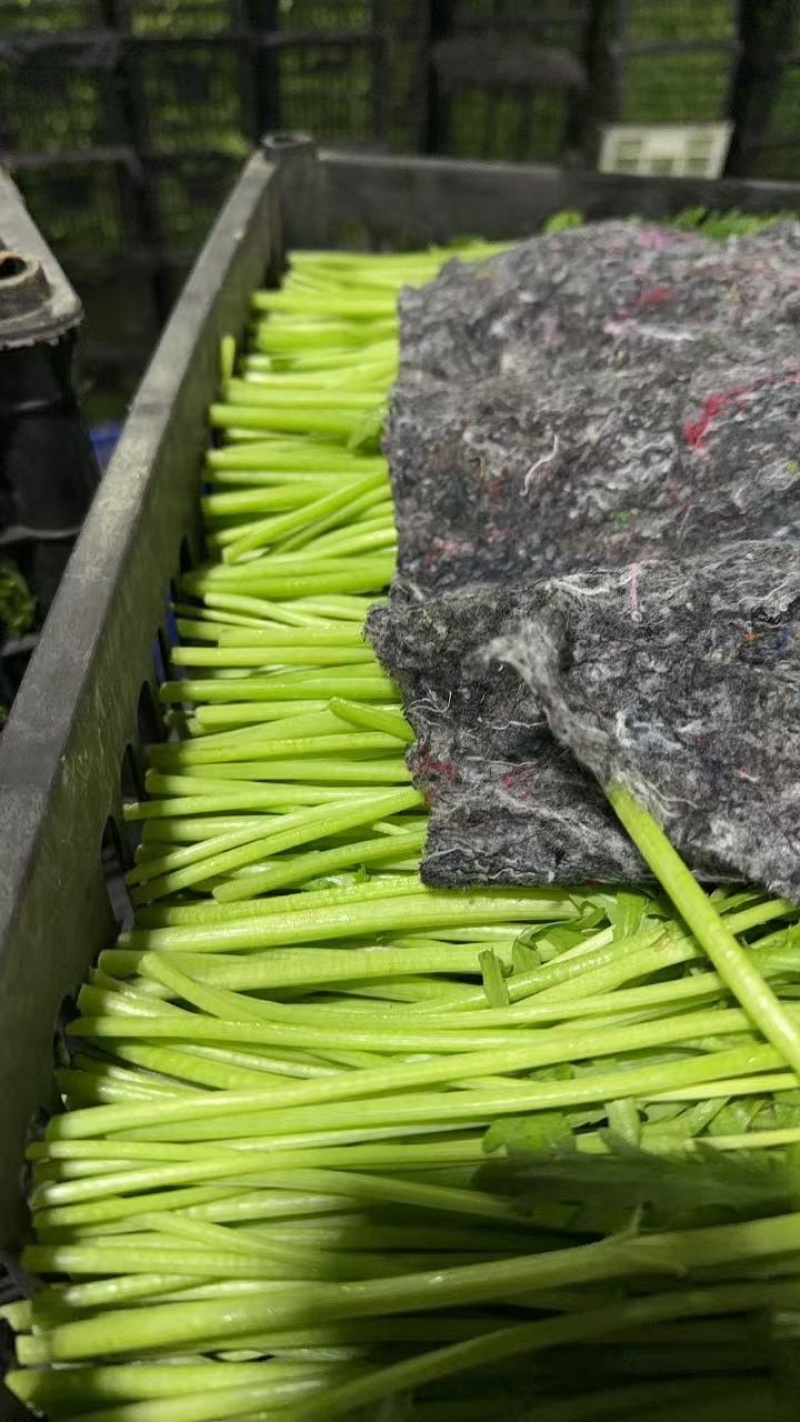 【稳定供货】江苏精品茼蒿大量上市新鲜供应对接市场商超批发