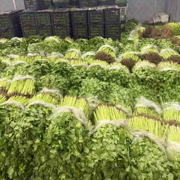 【优选香芹】江苏芹菜新鲜香芹大量供应品质保障价格公道