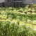 【优选香芹】江苏芹菜新鲜香芹大量供应品质保障价格公道