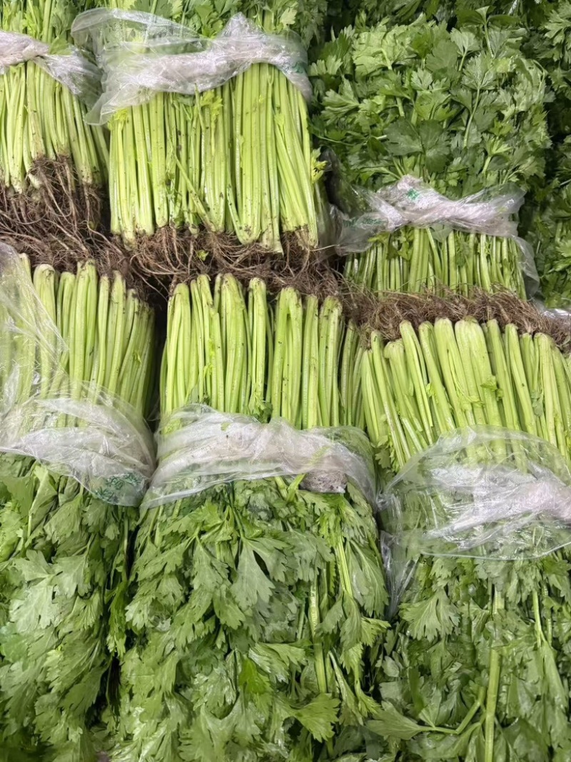 【优选香芹】江苏芹菜新鲜香芹大量供应品质保障价格公道