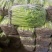 【优选香芹】江苏芹菜新鲜香芹大量供应品质保障价格公道