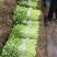【优选香芹】江苏芹菜新鲜香芹大量供应品质保障价格公道