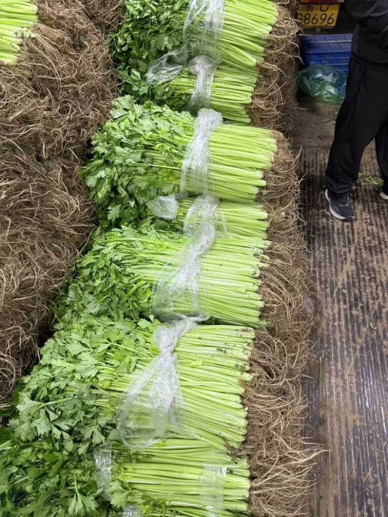 【优选香芹】江苏芹菜新鲜香芹大量供应品质保障价格公道