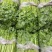 【优选香芹】江苏芹菜新鲜香芹大量供应品质保障价格公道