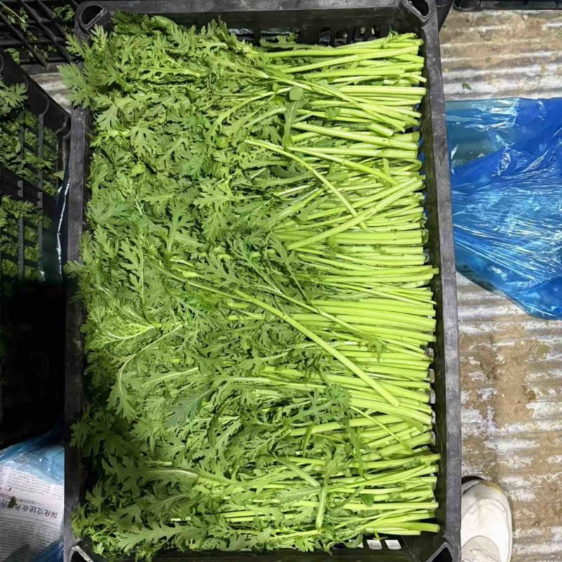 江苏茼蒿，精品茼蒿大量供应基地直发价格公道欢迎来电洽谈