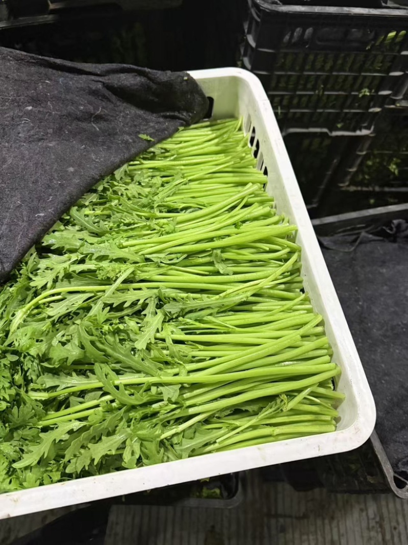 江苏茼蒿，精品茼蒿大量供应基地直发价格公道欢迎来电洽谈